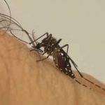 Dengue 2026: Brasil deve registrar 1,8 milhão de casos, com pico em SP e MG