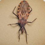 Doença de Chagas: após surto em Ananindeua (PA), 155 municípios prioritários recebem quase R$ 12 milhões