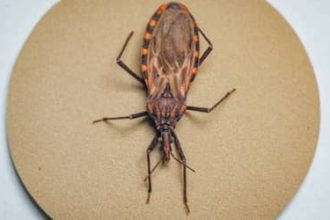 Doença de Chagas: após surto em Ananindeua (PA), 155 municípios prioritários recebem quase R$ 12 milhões