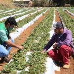 El Niño em 2026: impactos na agricultura brasileira