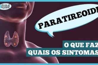 Glândulas paratireoides: pequenas, mas essenciais!