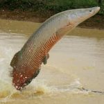 Ibama declara pirarucu espécie invasora e libera abate do peixe fora da Bacia Amazônica
