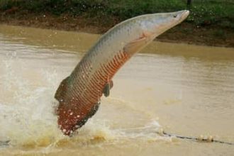 Ibama declara pirarucu espécie invasora e libera abate do peixe fora da Bacia Amazônica