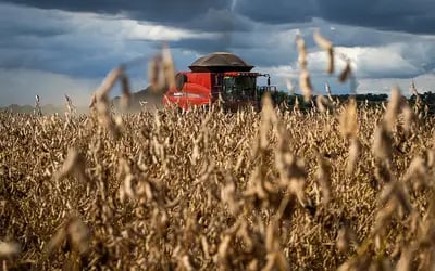 La Niña: fenômeno provoca perdas de até 50% na produtividade da soja no RS