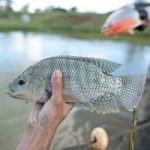 Notas fiscais passam a comprovar origem de peixes e frutos do mar
