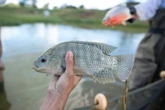 Notas fiscais passam a comprovar origem de peixes e frutos do mar