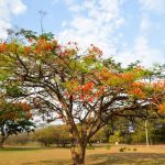 Outono 2026: estação deve trazer geadas no Sul e tempo seco no Brasil Central