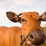 Preço do boi gordo volta a registrar queda nesta sexta-feira (24)