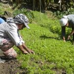 Projeto prevê comprovação da propriedade e CNPJ ativo para acesso a programas governamentais