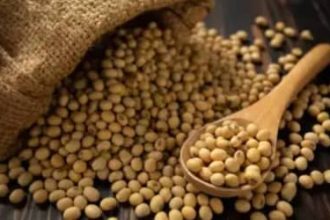 SOJA E TRIGO: confira os preços dos grãos nesta quarta-feira (29)