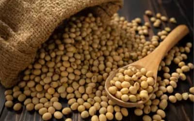 Soja e trigo começam a quinta-feira (23) com elevação nos preços