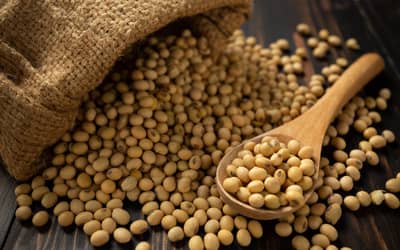 Soja e trigo hoje: confira as cotações para esta sexta-feira (17)