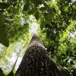 MIDR anuncia planos de desenvolvimento para a Faixa de Fronteira na Amazônia