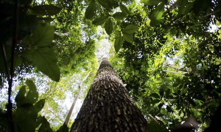 MIDR anuncia planos de desenvolvimento para a Faixa de Fronteira na Amazônia