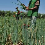Mais da metade dos setores do agro registra queda e abril fecha com saldo negativo de empregos