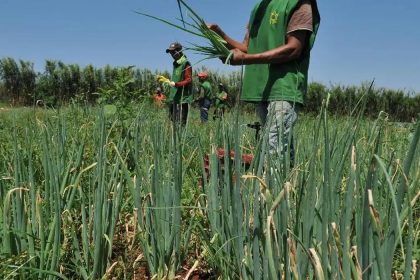 Mais da metade dos setores do agro registra queda e abril fecha com saldo negativo de empregos