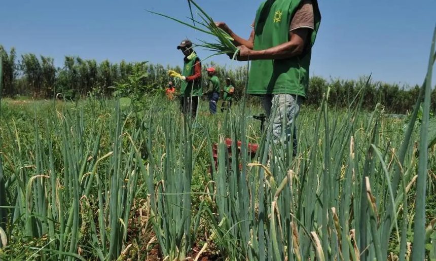 Mais da metade dos setores do agro registra queda e abril fecha com saldo negativo de empregos