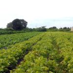 Seguro rural: novo modelo amplia proteção contra perdas climáticas; parlamentares defendem aprovação diante de alerta de novo El Niño