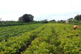 Seguro rural: novo modelo amplia proteção contra perdas climáticas; parlamentares defendem aprovação diante de alerta de novo El Niño