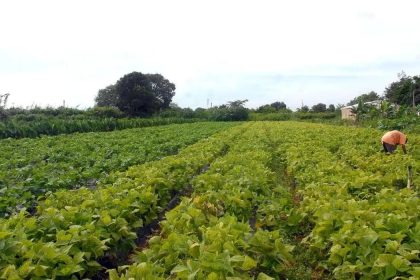 Seguro rural: novo modelo amplia proteção contra perdas climáticas; parlamentares defendem aprovação diante de alerta de novo El Niño